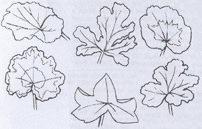 Листья пеларгонии