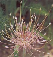 Allium, или чеснок - не только полезный, но и декоративный