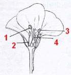 Разрез цветка пеларгонии