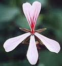 Цветок пеларгонии