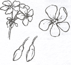 Цветы и бутоны пеларгонии